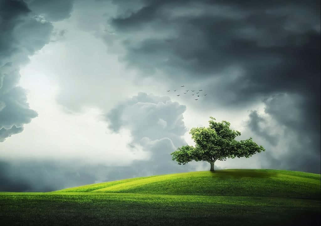 Weather 桌布 壁紙 — 一棵孤樹矗立在充滿活力的綠色山丘上，天空戲劇性，烏雲密佈，一群鳥飛過。