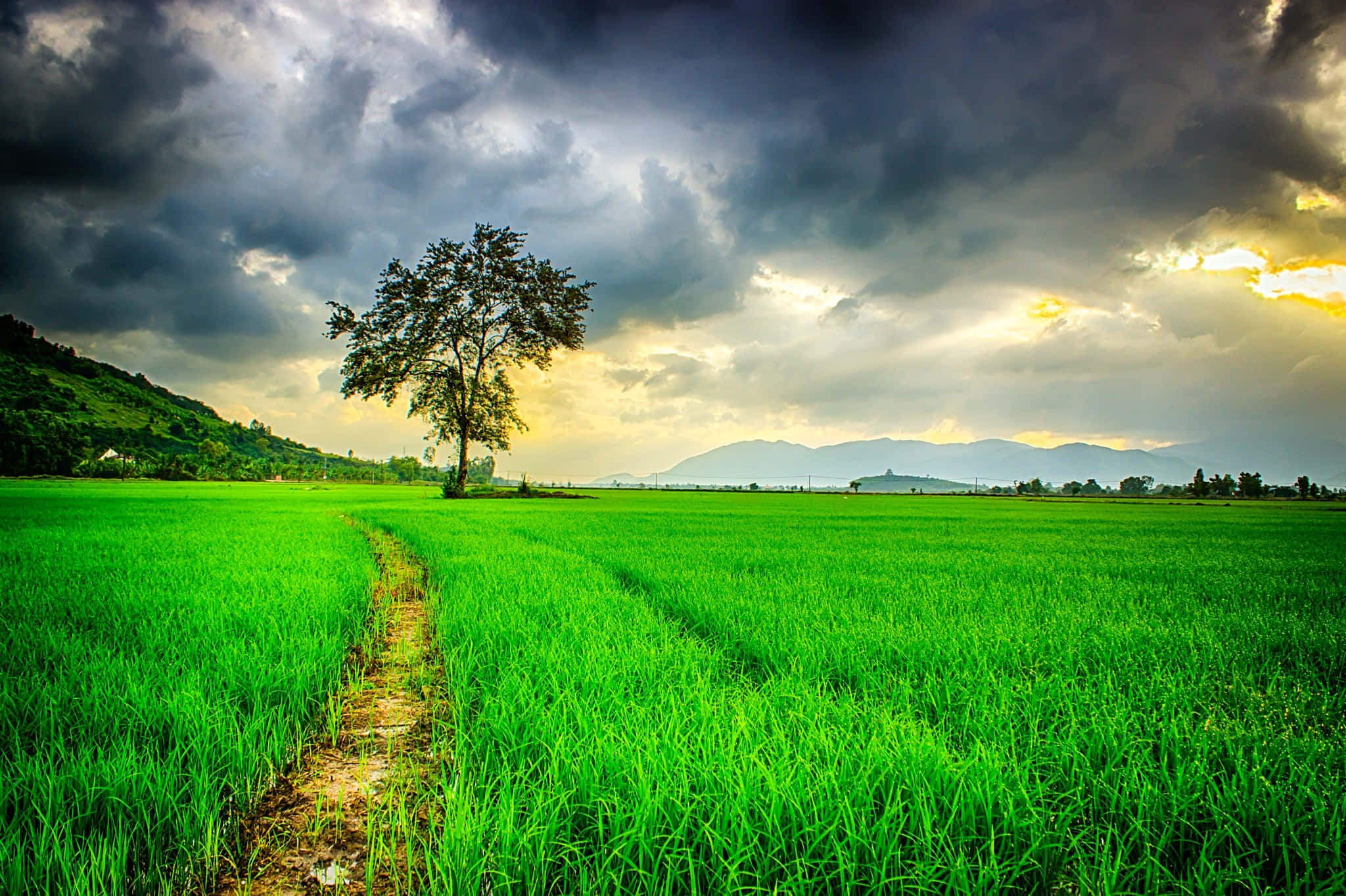 Photography Nature 桌布 壁紙 — 一棵孤樹矗立在充滿活力的綠色稻田中，背景是戲劇性的多雲天空和遠處的山脈。