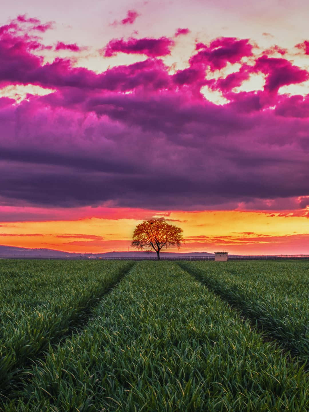雲朵 桌布 壁紙 — 一棵孤樹矗立在廣闊的綠色田野中，夕陽下天空被火橙色和鮮豔的洋紅色雲彩渲染得戲劇性十足。