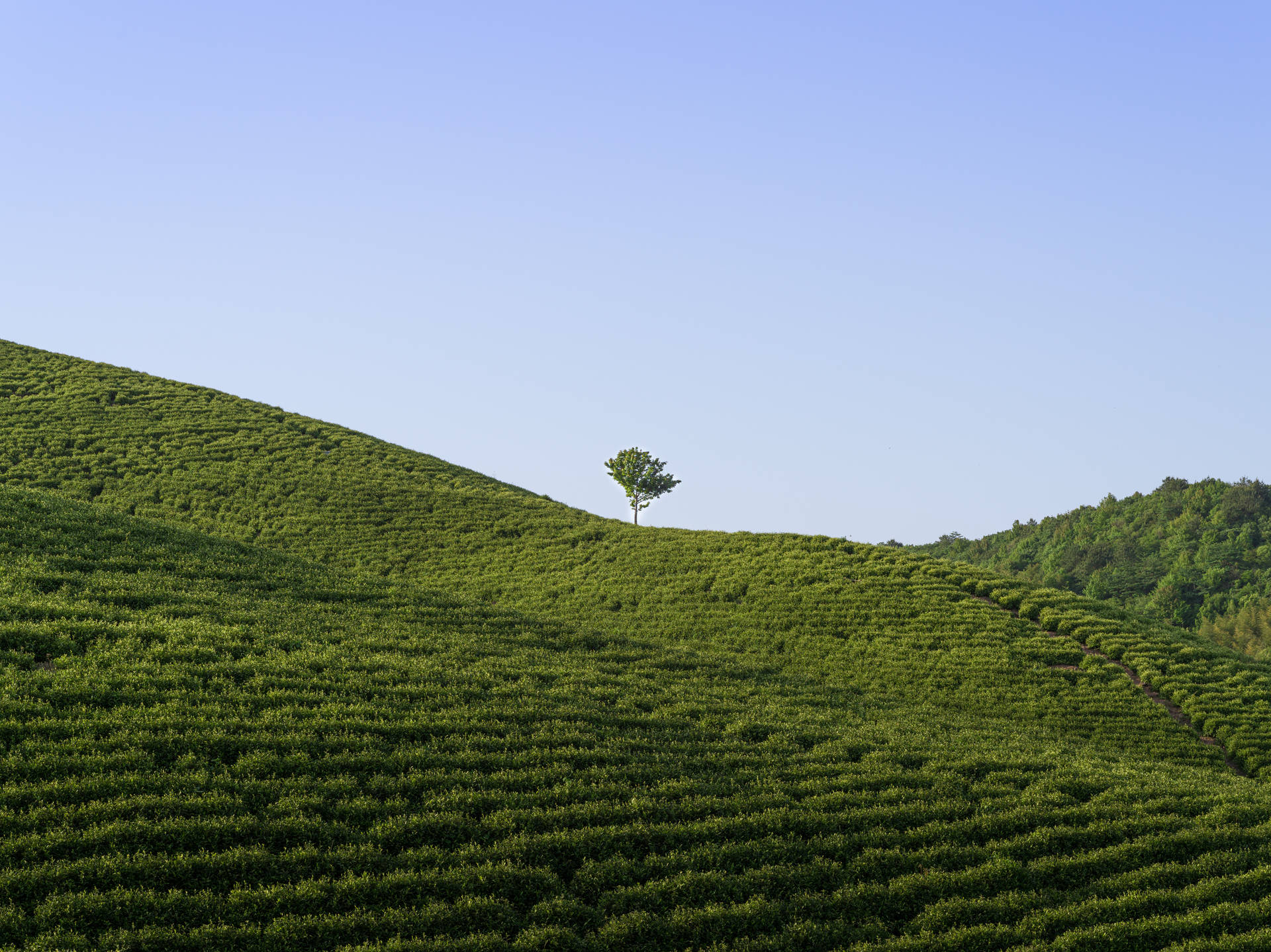 綠色自然 桌布 壁紙 — 一棵孤樹矗立在廣闊的綠色茶園頂部，天空清澈湛藍。