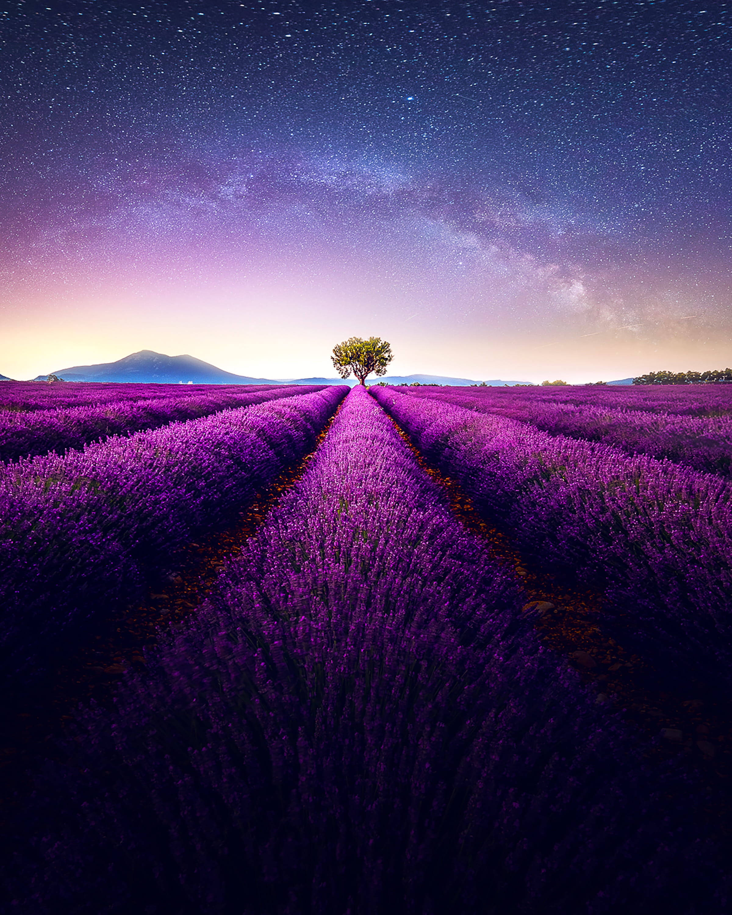 Lavender 桌布 壁紙 — 一棵孤樹矗立在廣闊的薰衣草田中央，上方是星光燦爛的紫色天空，銀河拱跨天際。
