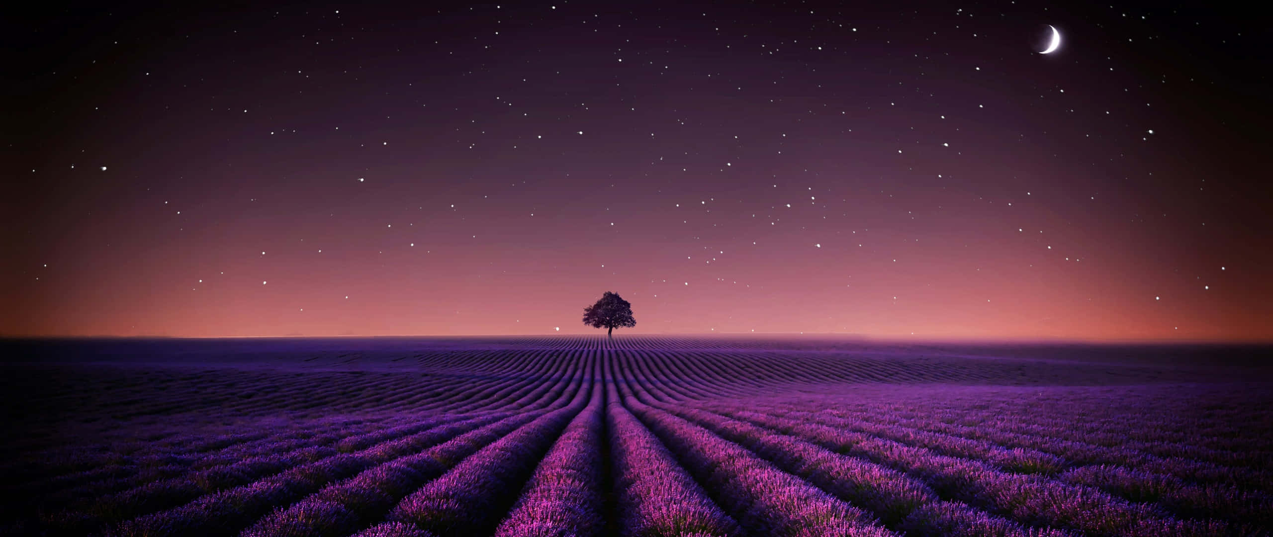 夜空 桌布 壁紙 — 一棵孤樹矗立在廣闊的薰衣草田中央，上方是星光閃爍的暮色天空，掛著一彎新月。