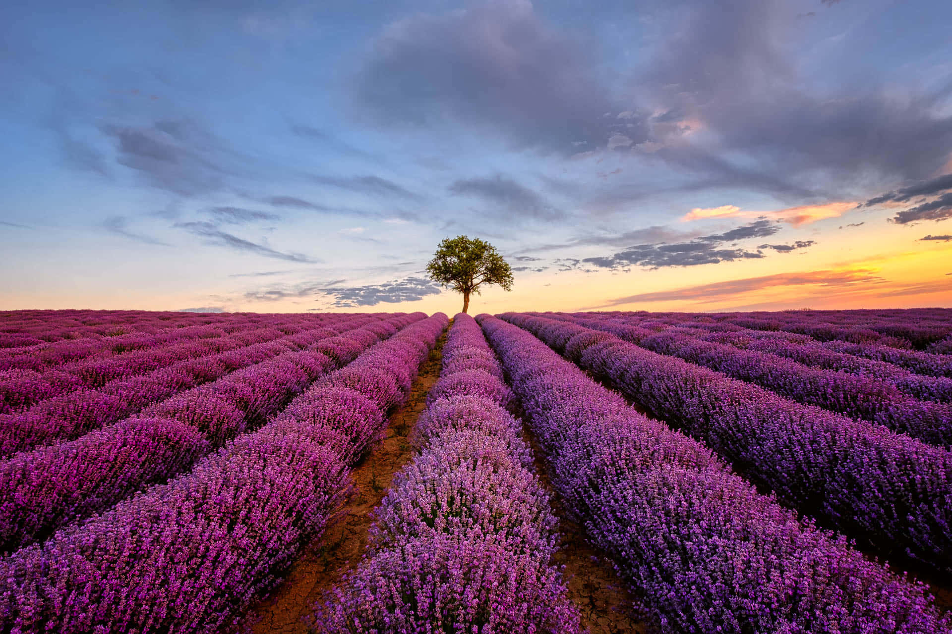 Lavender Field 桌布 壁紙 — 一棵孤樹矗立在無盡的紫色薰衣草田中央，背景是壯麗的日落天空。