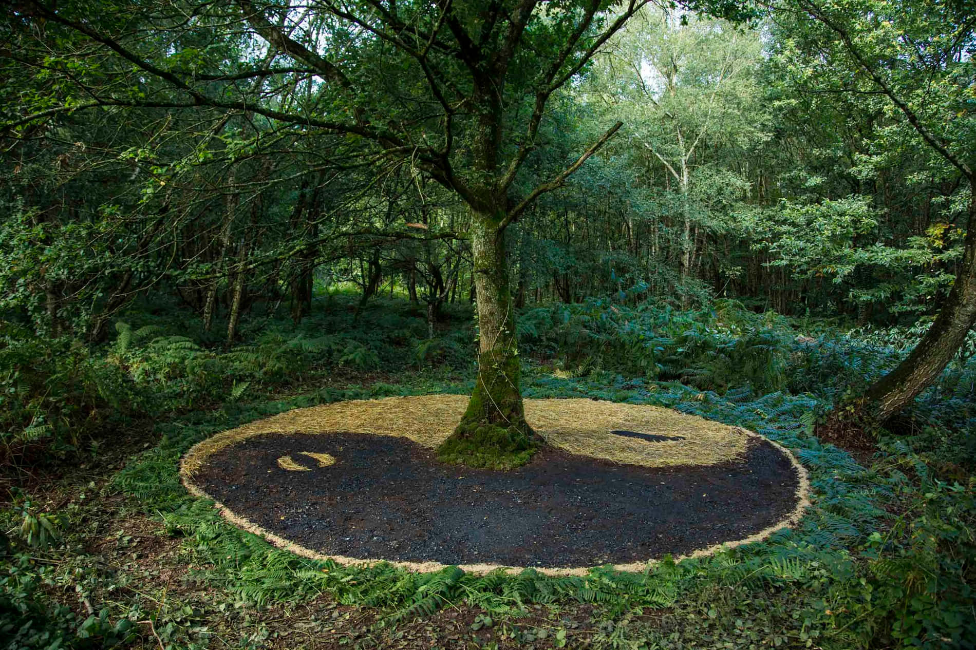 Land Art 桌布 壁紙 — 一棵孤樹矗立在茂密的森林中，其基部周圍有用對比土壤製成的陰陽符號。