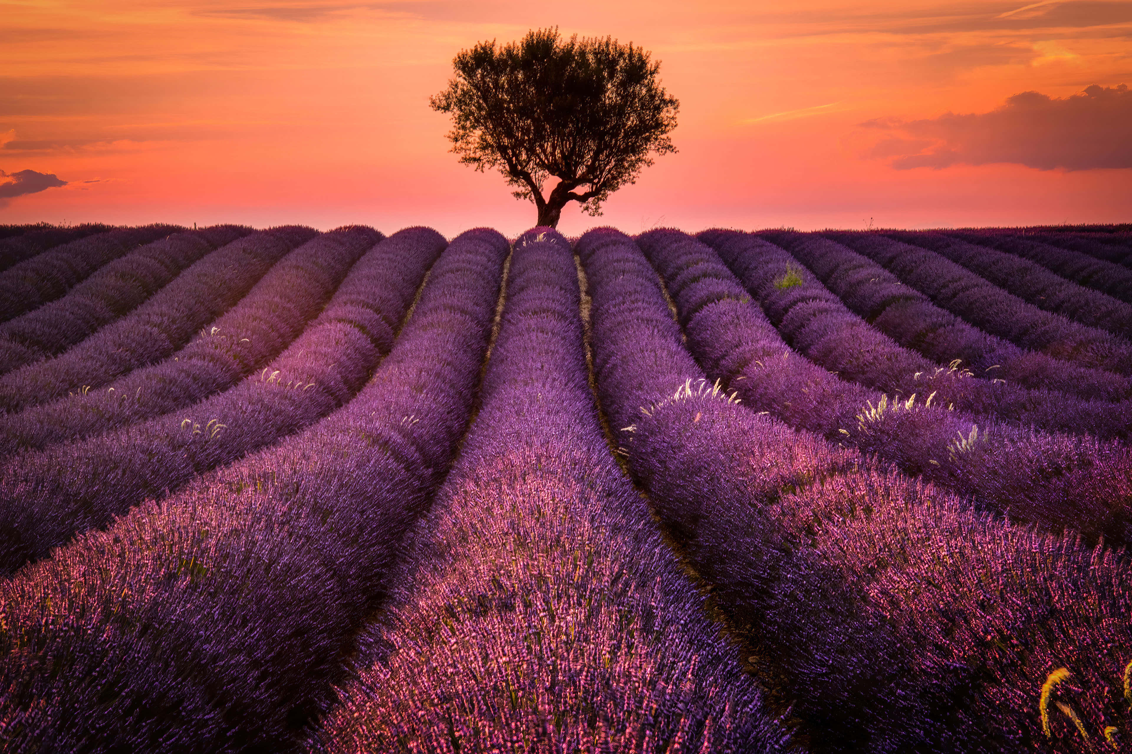 Lavender Field 桌布 壁紙 — 一棵孤樹矗立在起伏的薰衣草田上，背景是火紅的橙色日落天空。