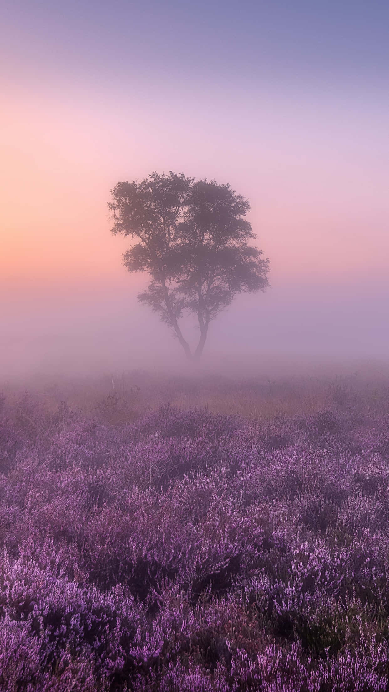 Lavender 桌布 壁紙 — 一棵孤樹矗立在霧氣瀰漫的紫色石楠叢中，背景是柔和粉紅與薰衣草色的日出天空。
