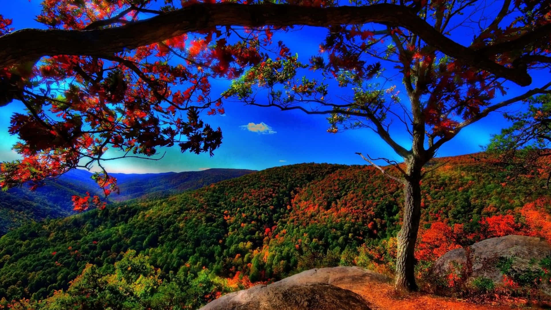 1920X1080 桌布 壁紙 — 一棵孤樹長著火紅的葉子，框住了蔚藍天空下連綿起伏的丘陵的廣闊秋景。