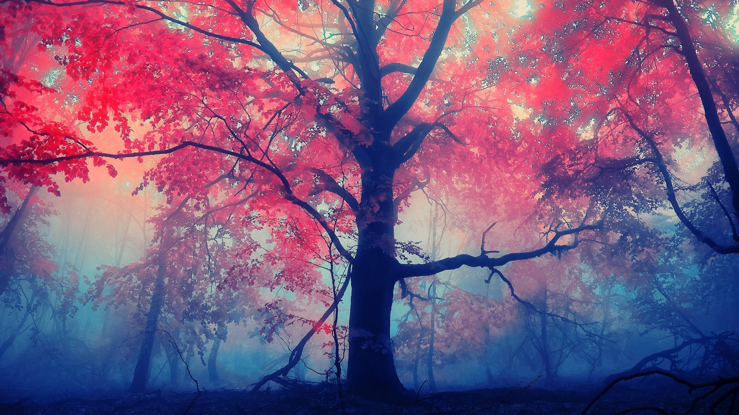樹木 桌布 壁紙 — 一棵孤樹長著火紅的葉子，矗立在霧氣瀰漫的森林中，沐浴在超現實的粉紅和藍色光芒中。