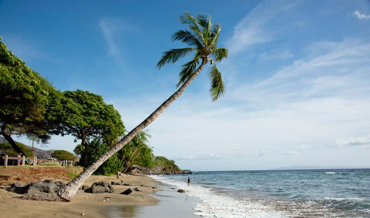 Hawaiian Island 桌布 壁紙 — 一棵孤獨傾斜的棕櫚樹矗立在沙灘上，溫柔的海浪拍打著海岸，明亮的藍天中飄著縷縷白雲。