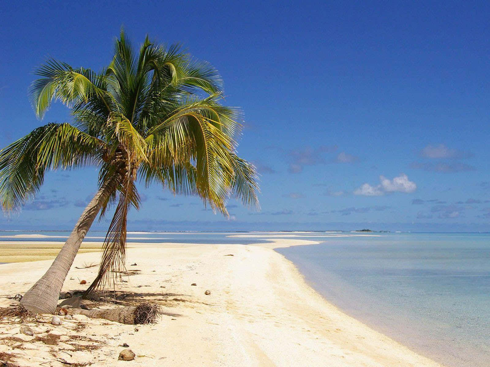 Beach Aesthetic 桌布 壁紙 — 一棵孤獨傾斜的棕櫚樹矗立在純淨的白色沙灘上，旁邊是碧綠的海水，頭頂是清澈的藍天。