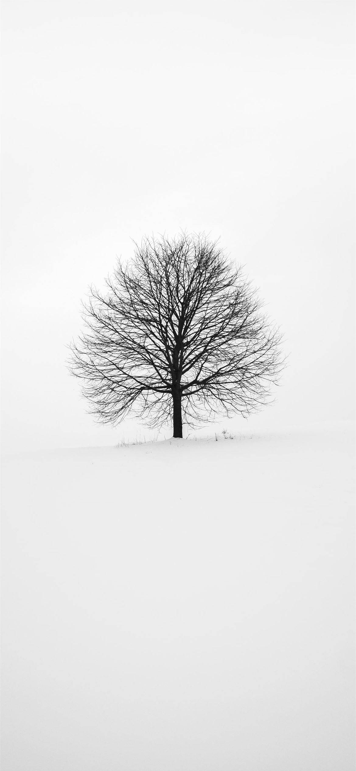 桌布 壁紙 — 一棵孤獨無葉的樹矗立在深雪中，背景是蒼白的灰色冬日天空。