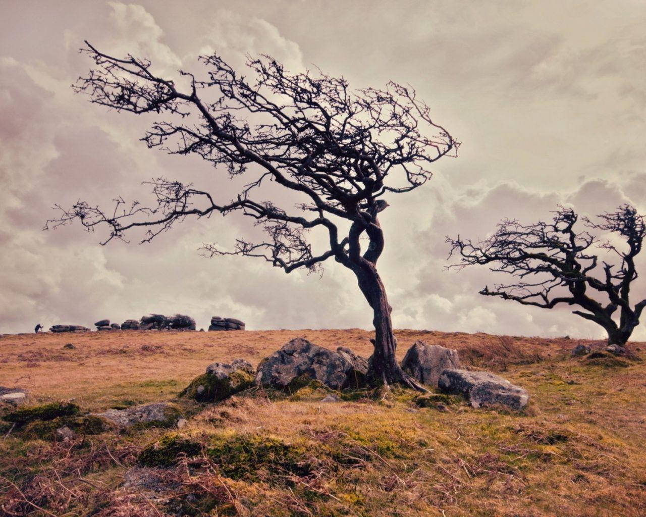 Wind 桌布 壁紙 — 一棵孤獨的、多節的樹，光禿禿的樹枝，在風吹草動、岩石點綴的山坡上，在陰雲密布的天空下傲然挺立。