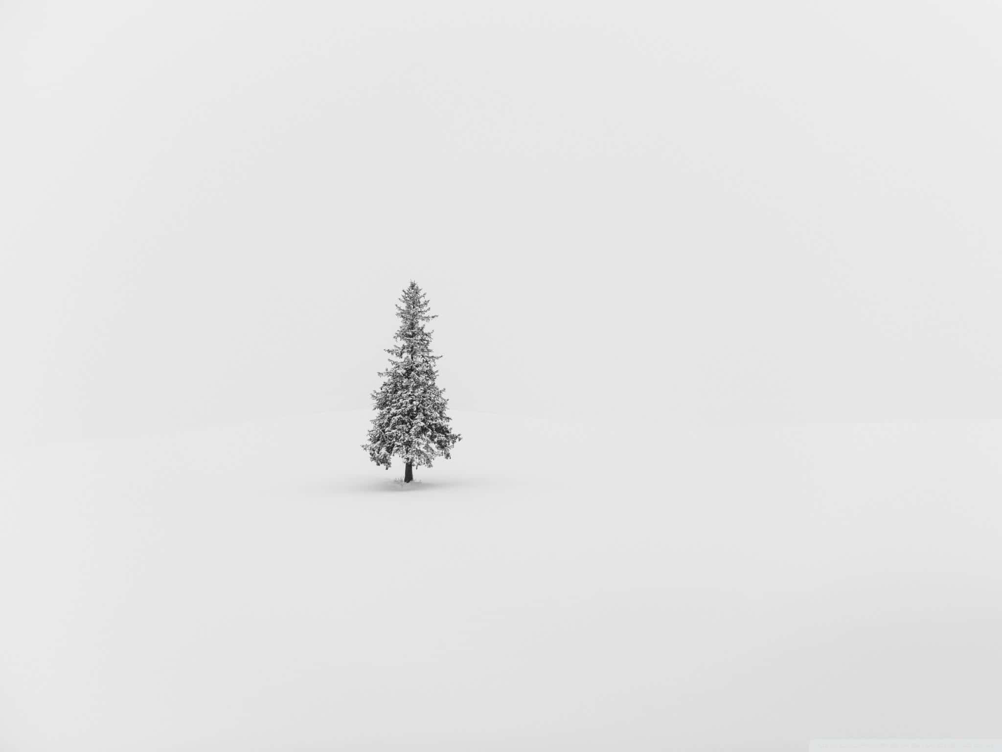 Minimalist Christmas Desktop 桌布 壁紙 — 一棵孤獨的、沾滿雪花的常青樹矗立在廣闊、簡約的白色冬季景觀中央。