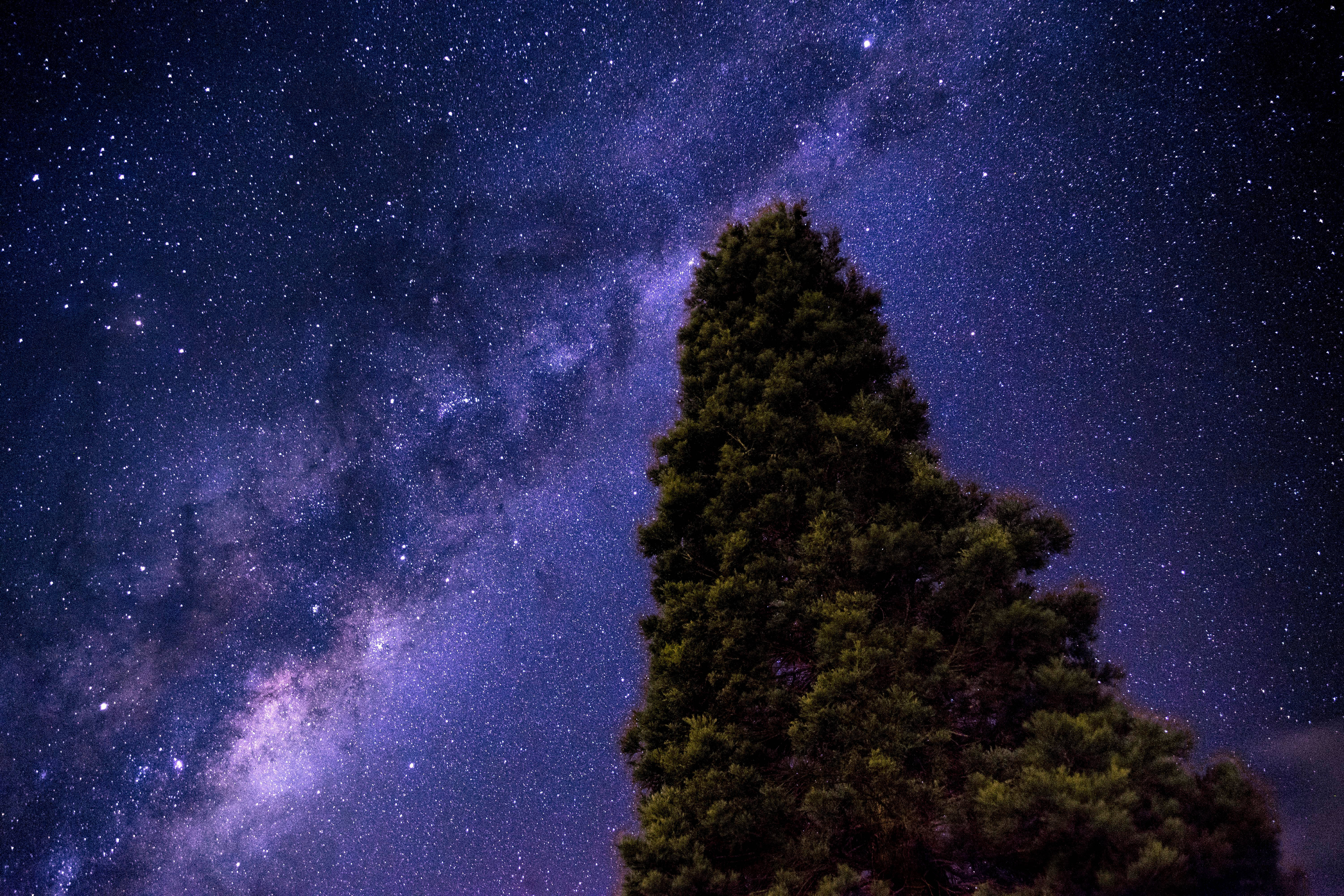 no way 桌布 壁紙 — 一棵孤獨的常綠樹在充滿活力的紫色和藍色星空下剪影，銀河拱起在上方。