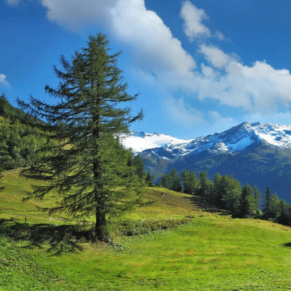 Evergreen Trees 桌布 壁紙 — 一棵孤獨的常青樹矗立在陽光明媚的綠色草地上，背景是白雪覆蓋的山脈和蓬鬆的雲朵，頭頂是湛藍的天空。
