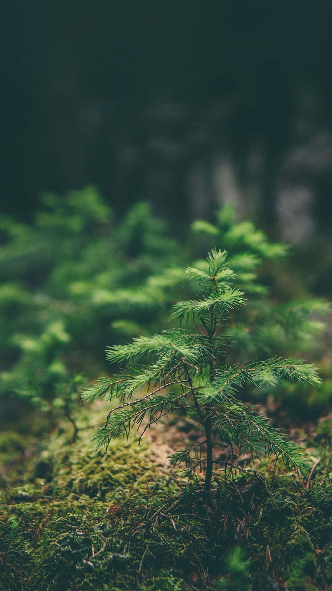 Green Nature iPhone 桌布 壁紙 — 一棵孤獨的年輕松樹苗從茂密的苔蘚中冒出，生長在籠罩著柔和自然光線的迷霧森林地面上。