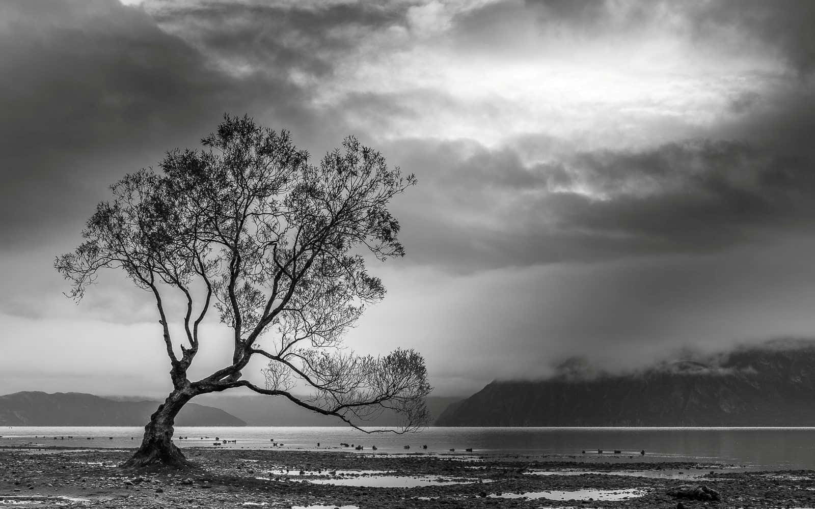 Black And White Landscape 桌布 壁紙 — 一棵孤獨的彎曲樹木，在霧氣瀰漫的湖面上，襯著陰鬱的單色天空，遠處有山巒。
