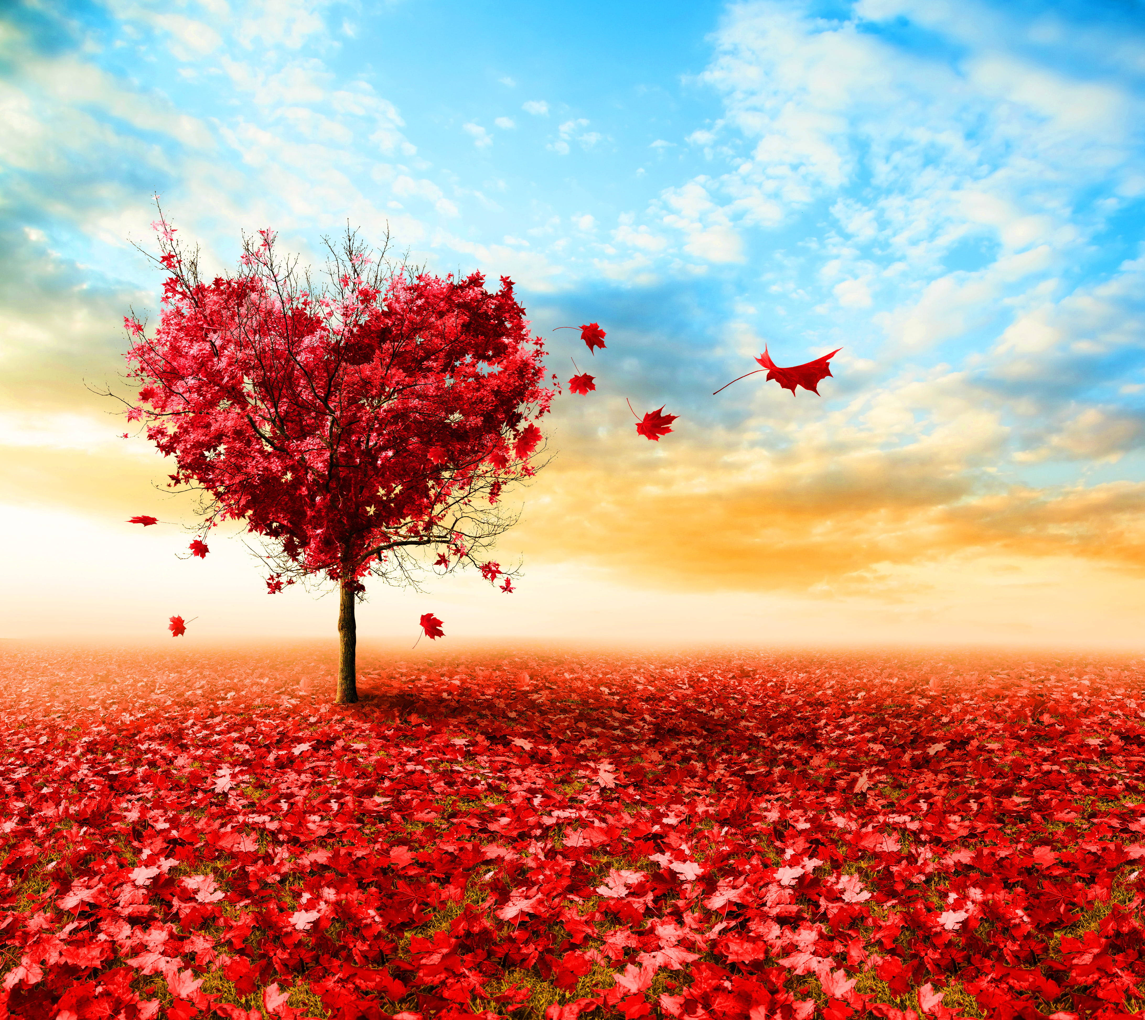 Love Nature 桌布 壁紙 — 一棵孤獨的心形樹，帶有鮮豔的紅葉，矗立在金色夕陽天空下滿是落葉楓葉的田野中。