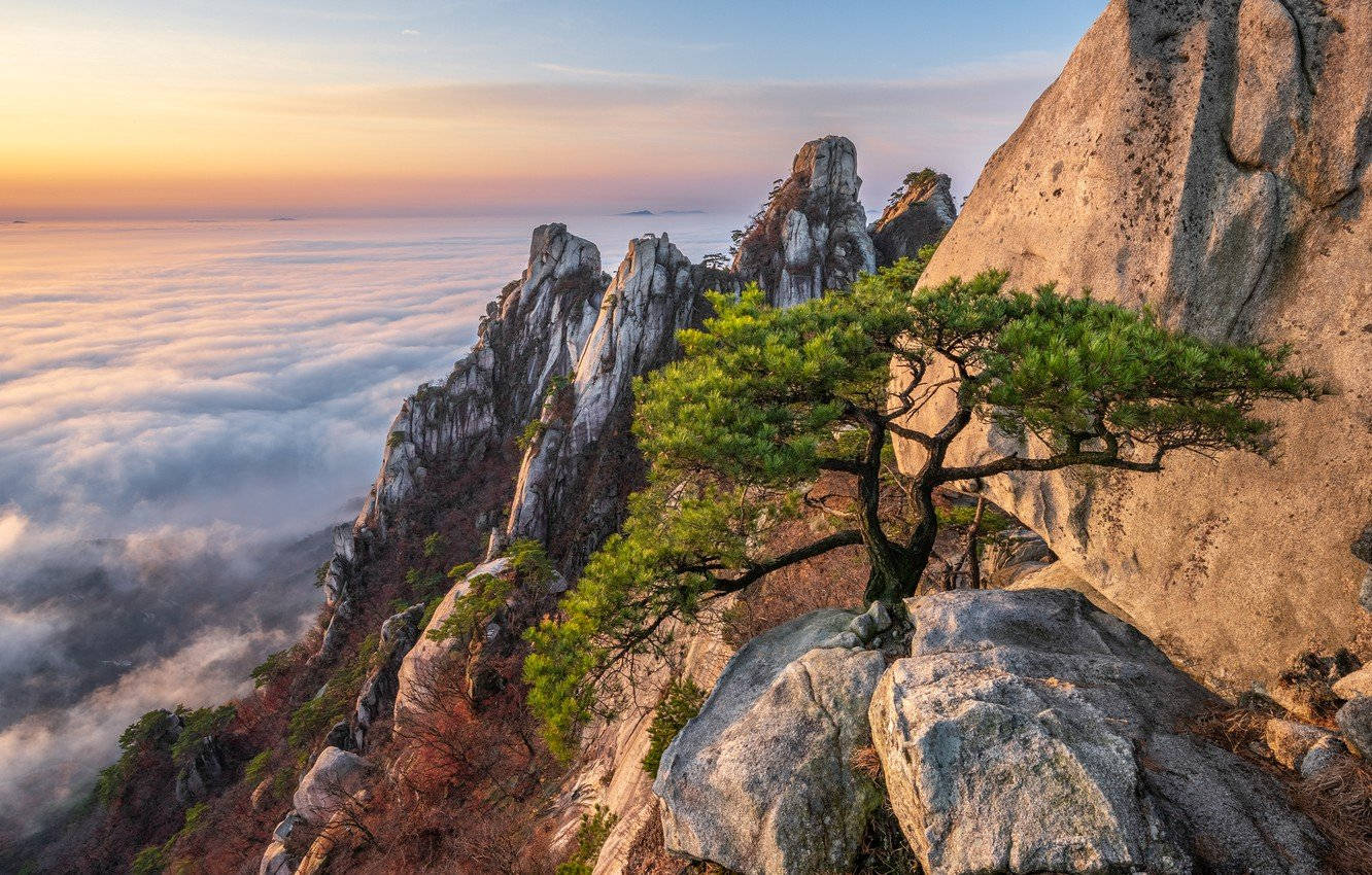 韓國 桌布 壁紙 — 一棵孤獨的松樹在日出時緊緊抓住岩石懸崖邊緣，下方是雲海，籠罩在柔和的金色光芒中。