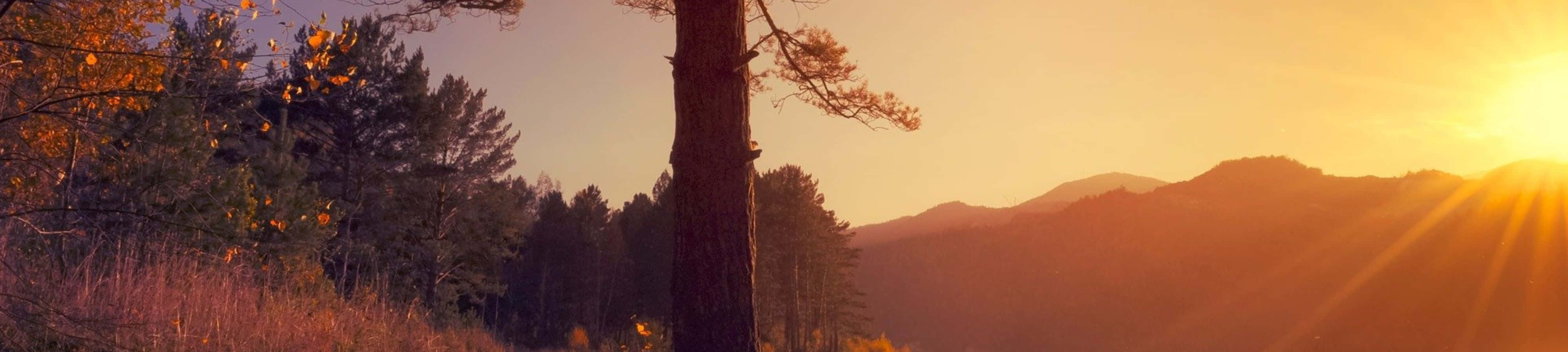 4K 自然 桌布 壁紙 — 一棵孤獨的松樹在金色夕陽的映襯下形成剪影，夕陽將溫暖的光芒灑向遠山和秋草。