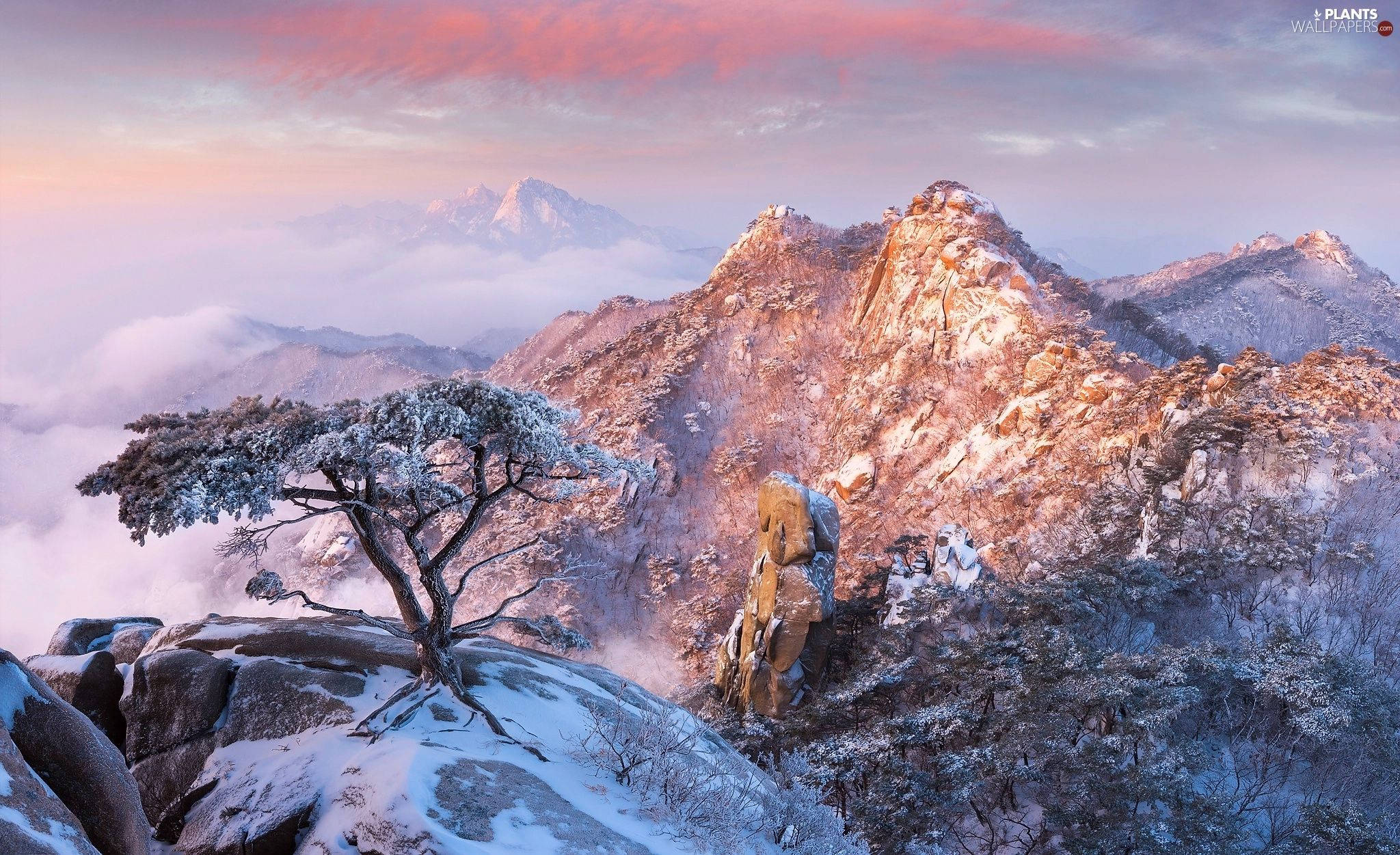 韓國 桌布 壁紙 — 一棵孤獨的松樹披著雪霜，在日出時堅韌地矗立在岩石山頂上，霧氣瀰漫的山谷和遠處積雪的山峰在柔和粉紅和金色光芒中閃耀。