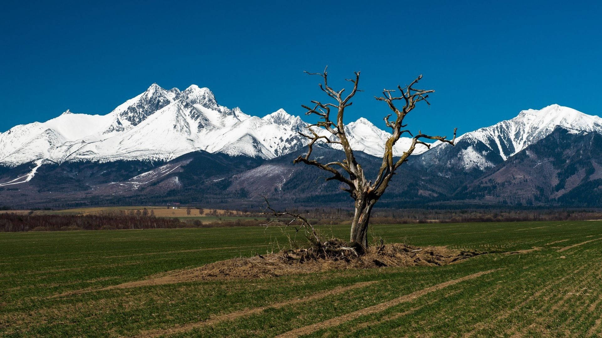 Slovakia 桌布 壁紙 — 一棵孤獨的枯樹矗立在綠色的田野中，白雪覆蓋的山脈在清澈的藍天下聳立。