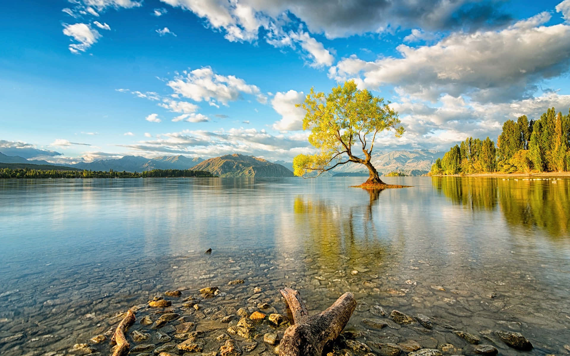 Photography Nature 桌布 壁紙 — 一棵孤獨的柳樹優雅地矗立在平靜湖泊中的一個小島上，天空湛藍，雲朵點綴。