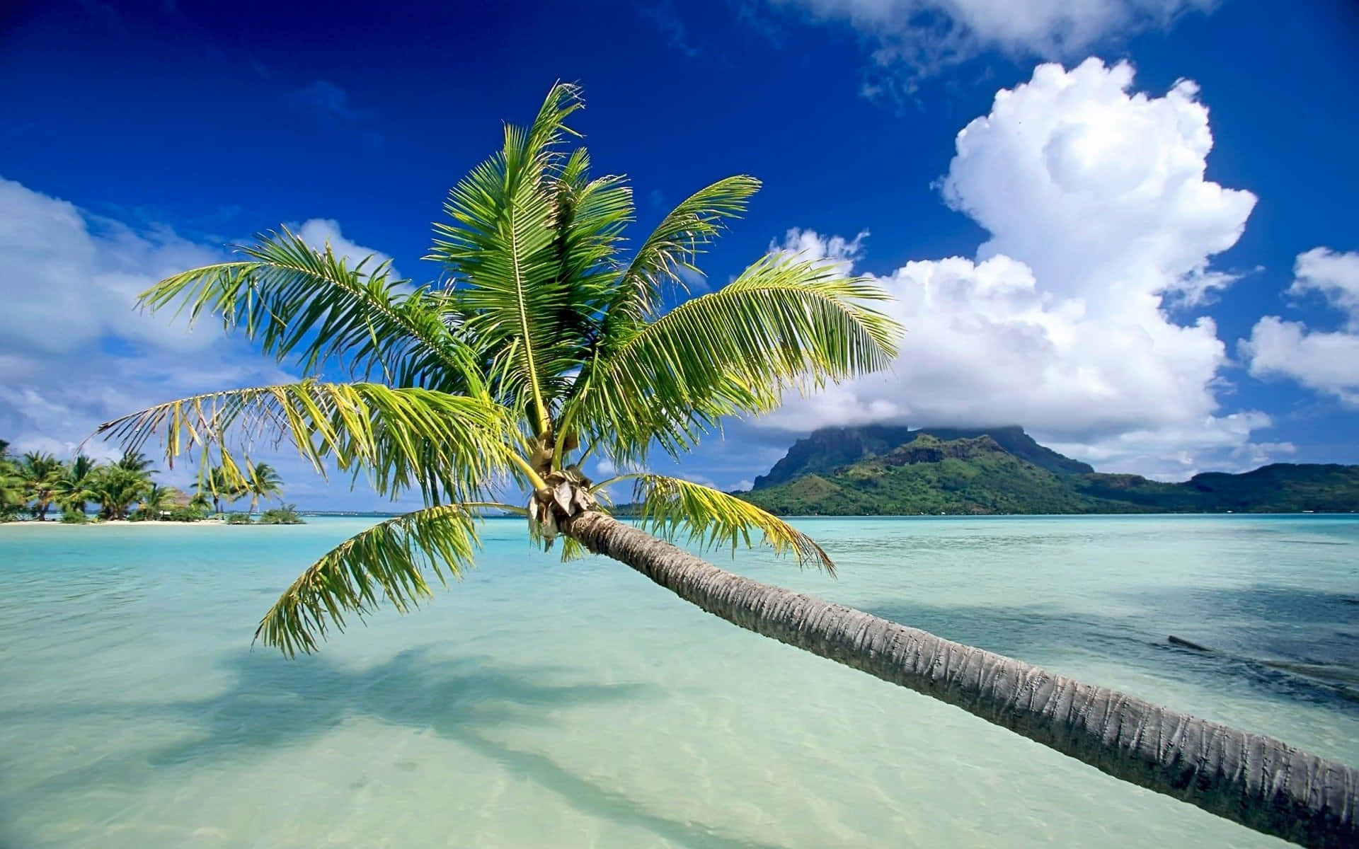 Palm Trees Beach 桌布 壁紙 — 一棵孤獨的棕櫚樹傾斜在清澈碧綠的水面上，背景是鬱鬱蔥蔥的青山和蓬鬆的白雲，在 vibrant 藍天下。