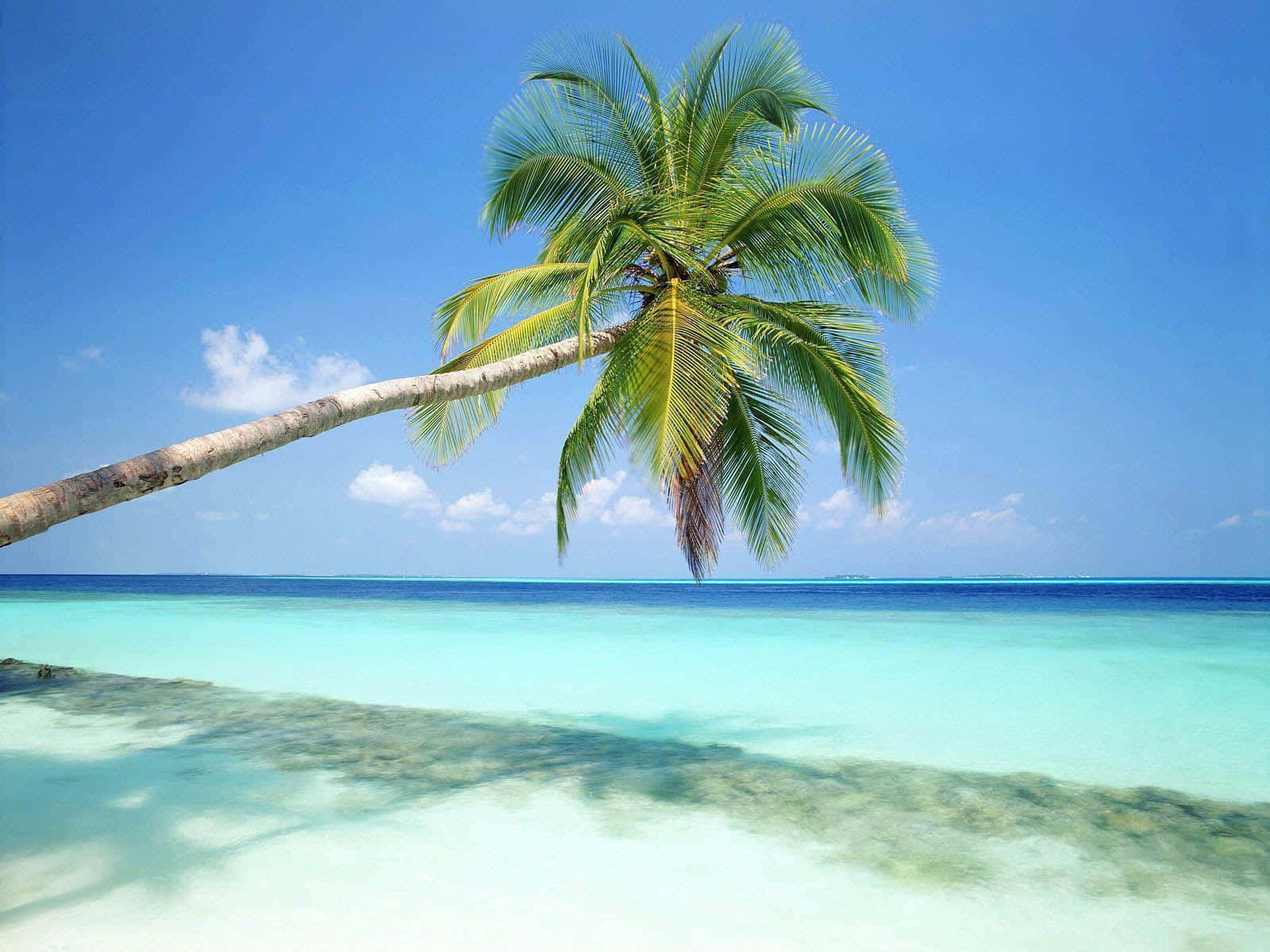 Beach Desktop 桌布 壁紙 — 一棵孤獨的棕櫚樹傾斜在清澈碧綠的水面上，背景是明亮的藍天和散落的雲朵。