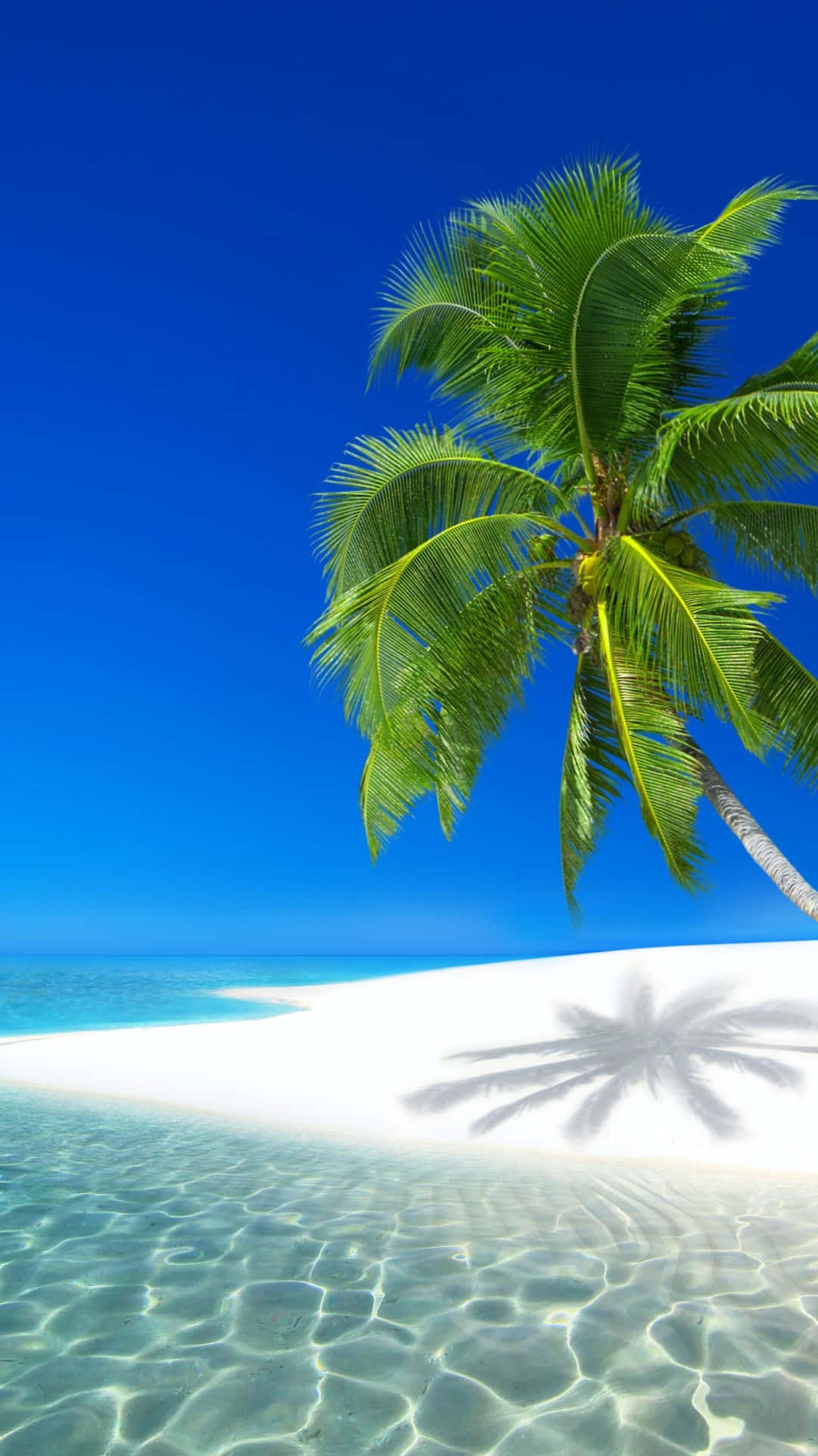 Hi Res Beach 桌布 壁紙 — 一棵孤獨的棕櫚樹傾斜在清澈碧綠的海水上，在蔚藍的天空下，在純淨的白色沙灘上投下陰影。