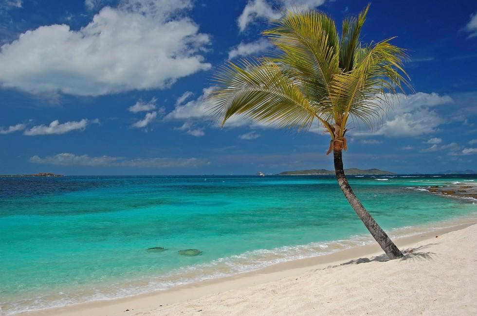 St Vincent And The Grenadines 桌布 壁紙 — 一棵孤獨的棕櫚樹傾斜在碧綠的海水上，位於純淨的白色沙灘上，天空湛藍，白雲朵朵。