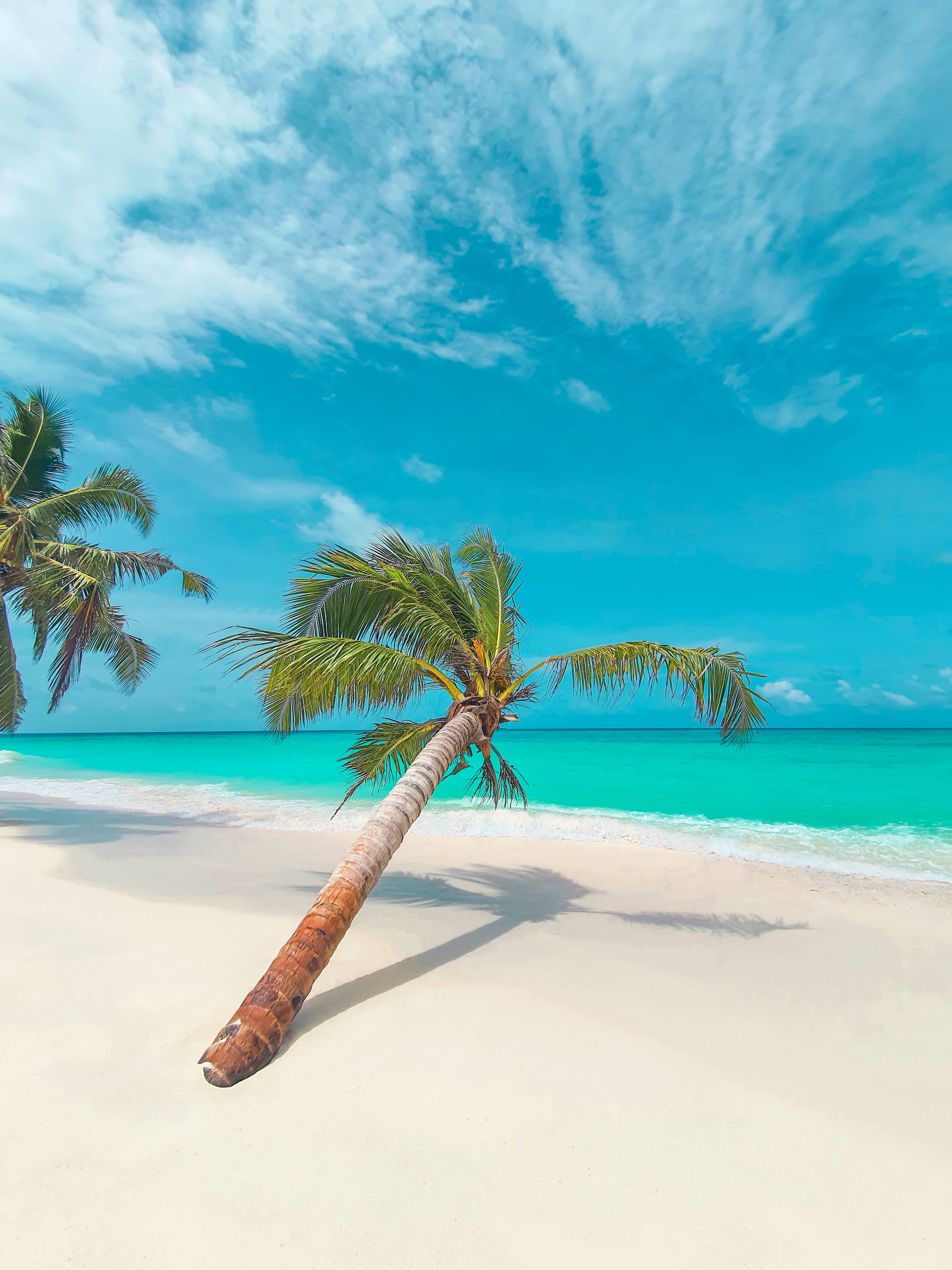 Tropical Beach 桌布 壁紙 — 一棵孤獨的棕櫚樹優雅地傾斜在純淨的白色沙灘上，旁邊是碧綠的海水，上方是帶有縷縷白雲的湛藍天空。