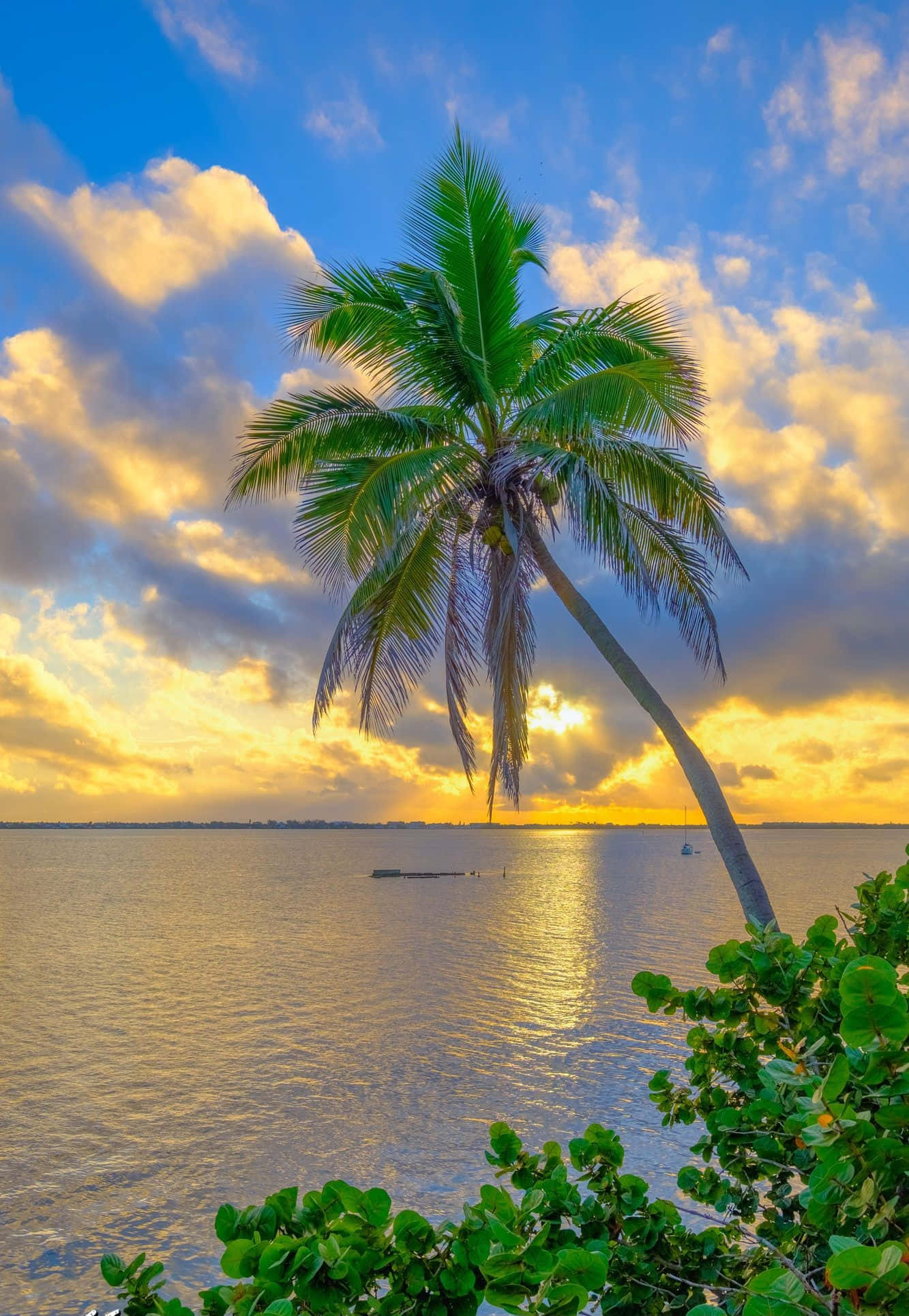 Palm Trees Beach 桌布 壁紙 — 一棵孤獨的棕櫚樹優雅地彎向平靜的水面，金色的夕陽光芒將天空和海洋沐浴在溫暖的色調中。