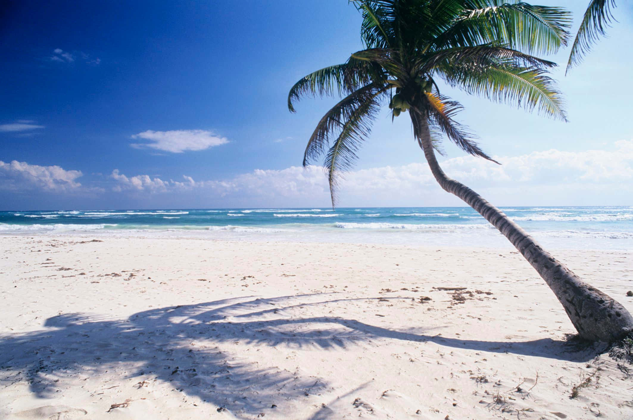 Beach Sand 桌布 壁紙 — 一棵孤獨的棕櫚樹優雅地彎曲在純淨的白沙上，在明亮的藍天下，在碧綠的海浪旁投下長長的影子。