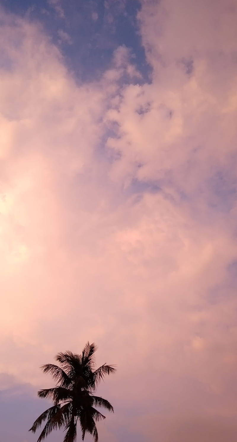 棕櫚樹 桌布 壁紙 — 一棵孤獨的棕櫚樹剪影，映襯在滿佈輕柔雲朵的柔和粉紅與藍色暮色天空中。