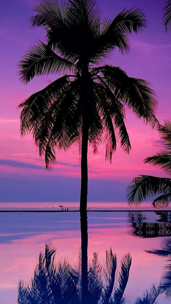 Cute Palm Tree 桌布 壁紙 — 一棵孤獨的棕櫚樹剪影，映襯著充滿活力的粉紅色和紫色日落，完美地倒映在平靜的海水中。