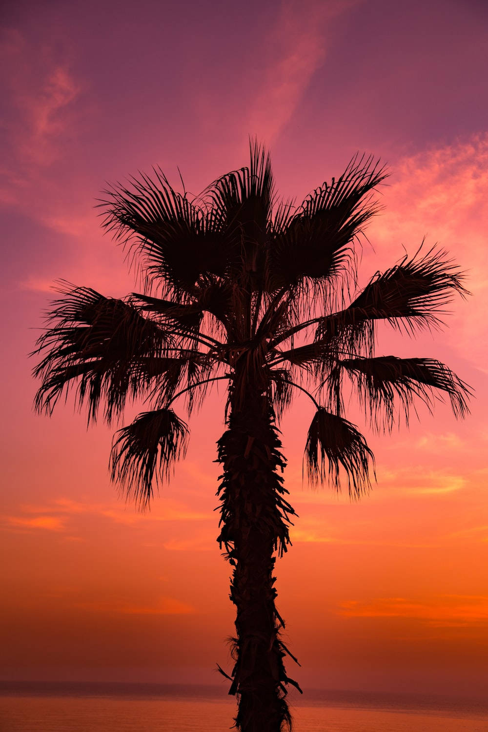 Sunset iPhone 桌布 壁紙 — 一棵孤獨的棕櫚樹剪影，映襯著火燒般的夕陽天空，橙色和粉紅色的雲朵在平靜的水面上。