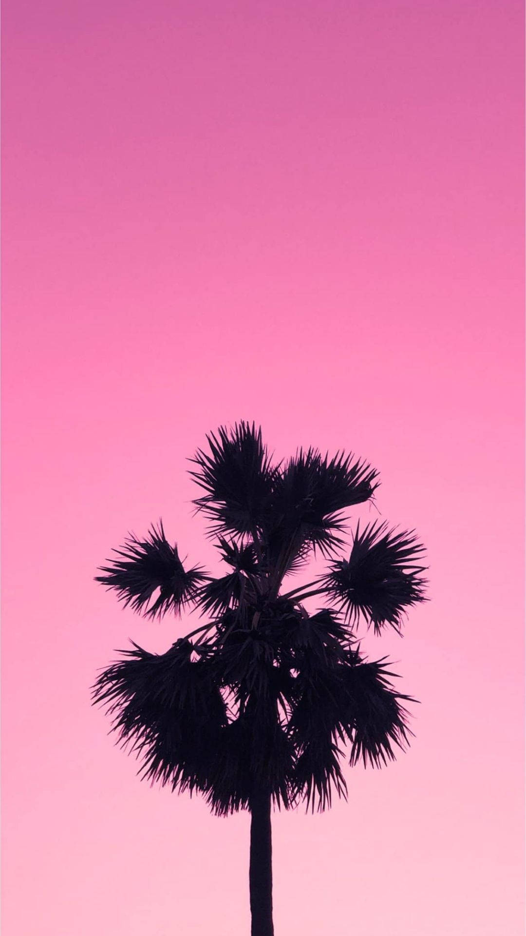 美學粉色GIF 桌布 壁紙 — 一棵孤獨的棕櫚樹剪影在日落時分高聳於漸變粉紅色的天空前。