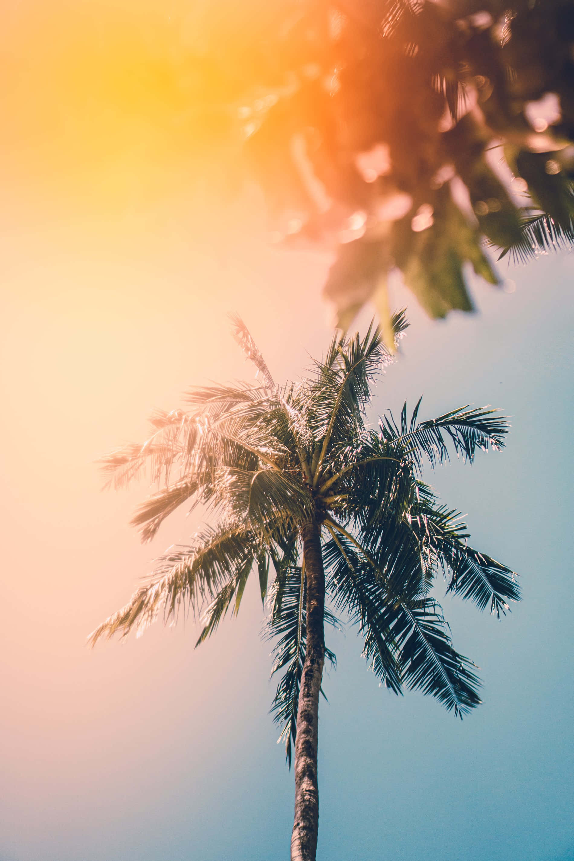 Summertime 桌布 壁紙 — 一棵孤獨的棕櫚樹向著燦爛的日落天空伸展，溫暖的金色光線穿過它的葉片。