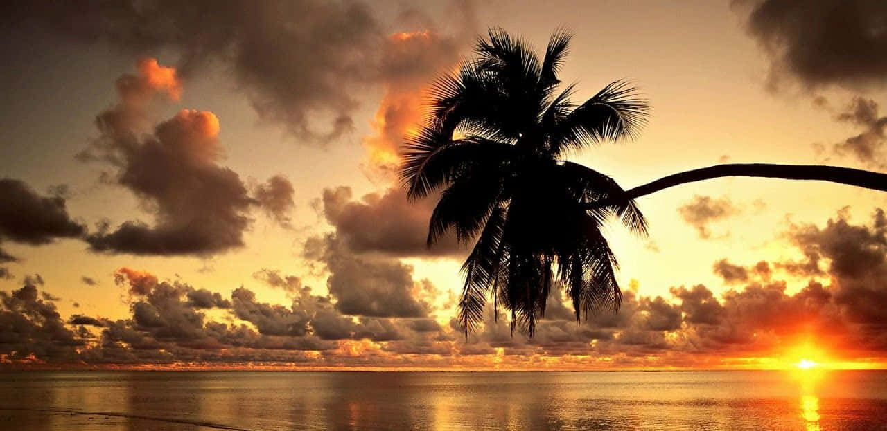 日落 桌布 壁紙 — 一棵孤獨的棕櫚樹在平靜的海面上，以火熱的日落和戲劇性的雲層為背景形成剪影。