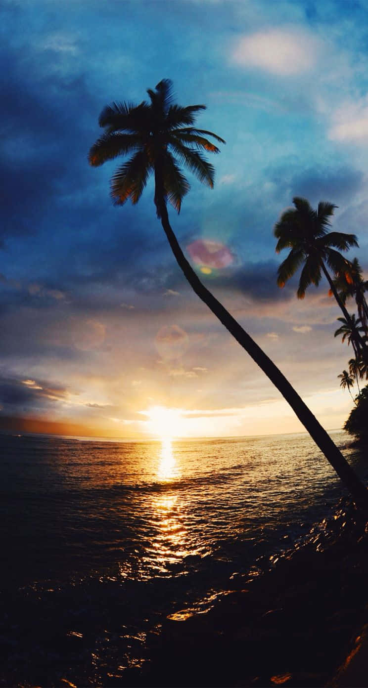 Sunset Beach 桌布 壁紙 — 一棵孤獨的棕櫚樹在平靜的海面上，襯托著充滿活力的日落，金色的光芒反射在水面上。