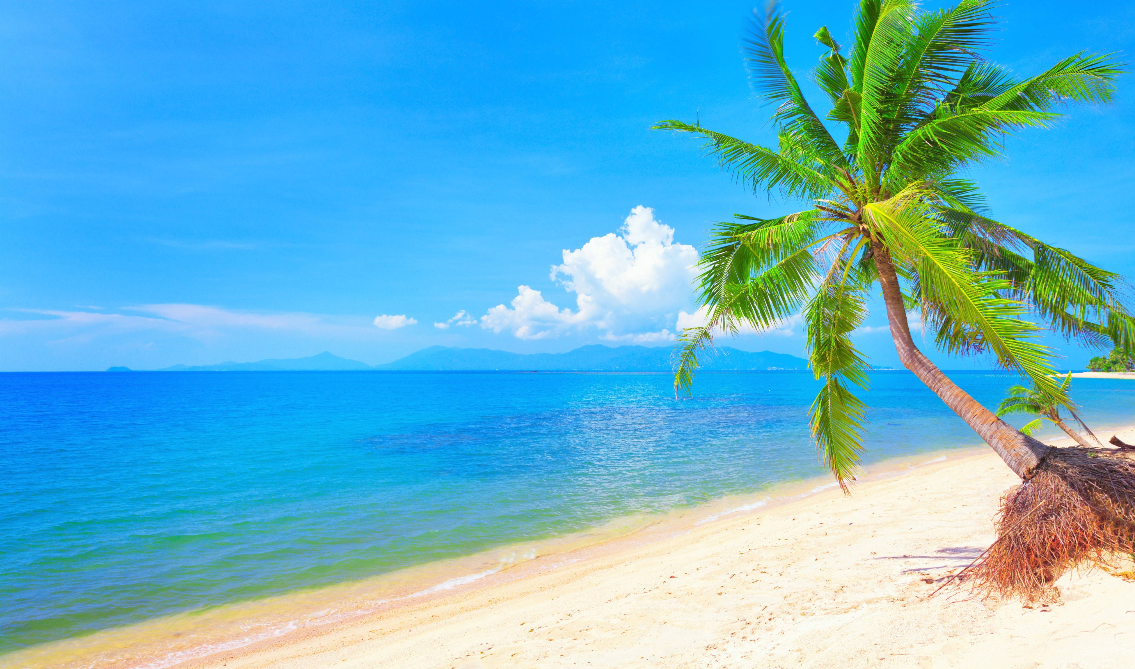 Tropical Beach 桌布 壁紙 — 一棵孤獨的棕櫚樹在明亮的藍天白雲下，俯身於碧綠海水旁的純白沙灘上。