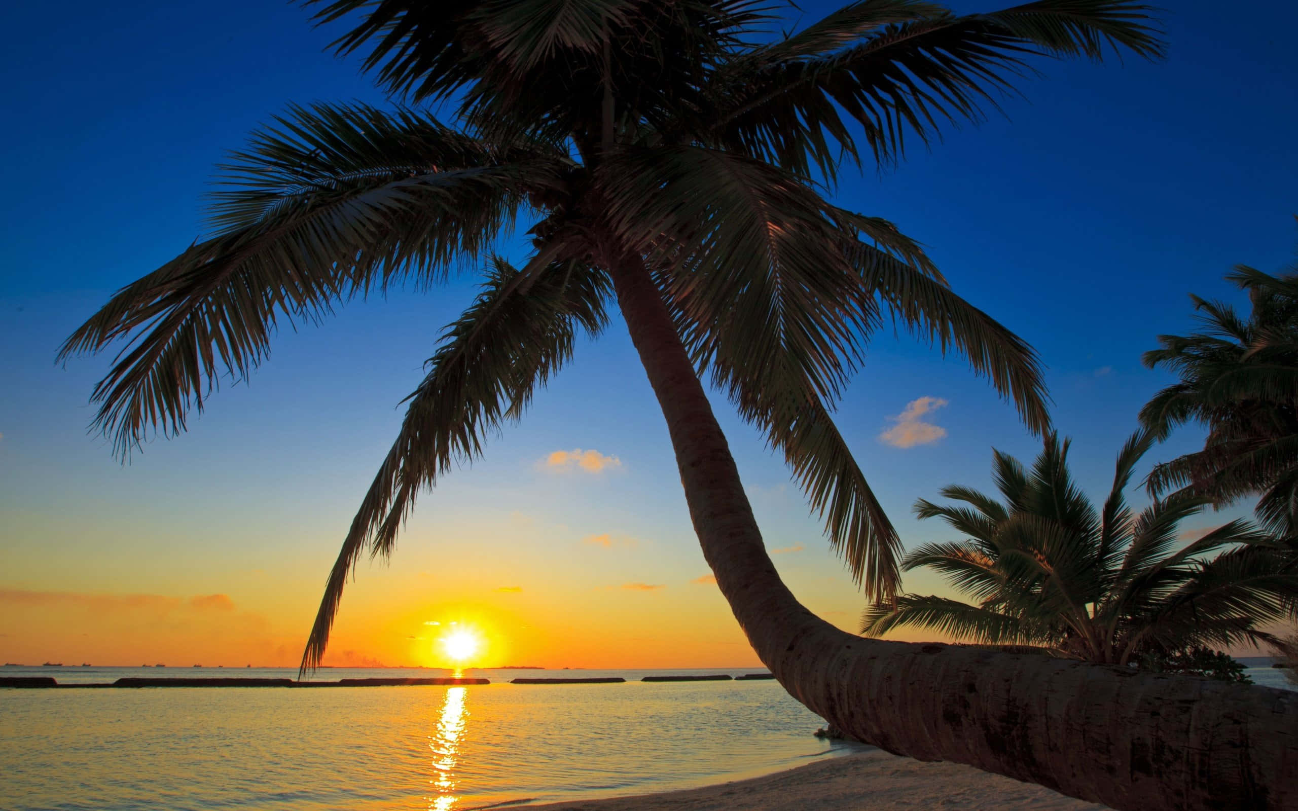 Beach Palm Trees 桌布 壁紙 — 一棵孤獨的棕櫚樹在橙藍漸層的天空下，夕陽西沉時，斜倚在平靜的水面上。