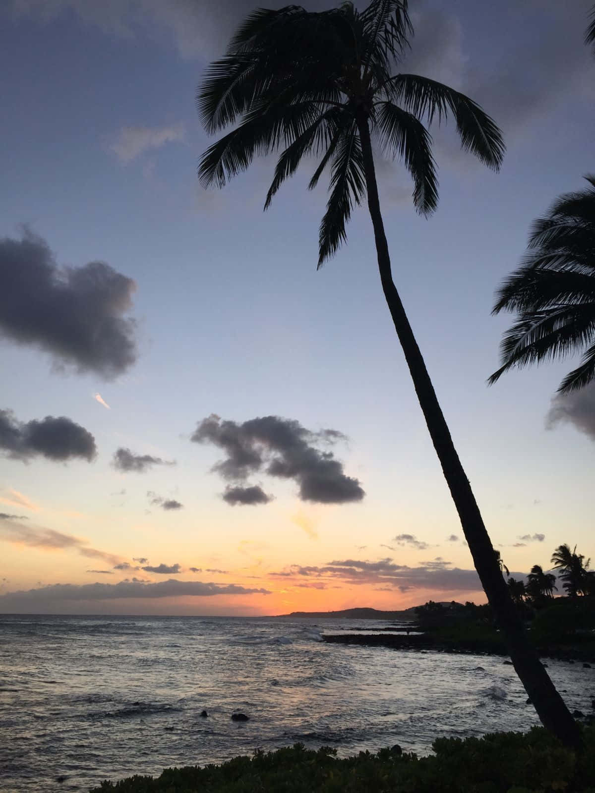 Coastal Sunset 桌布 壁紙 — 一棵孤獨的棕櫚樹在海洋上充滿活力的日落和散落的雲朵中形成剪影。