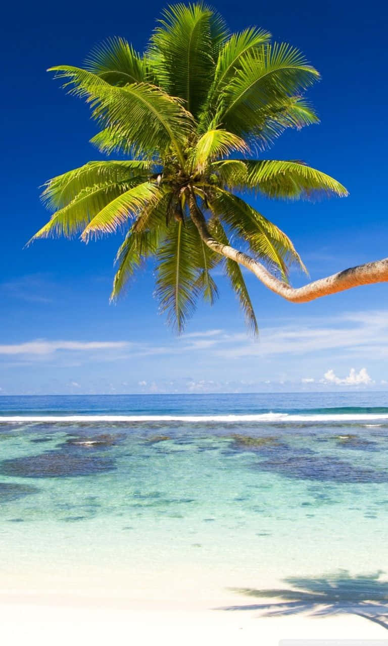 Palm Trees Beach 桌布 壁紙 — 一棵孤獨的棕櫚樹在清澈的藍天下，俯身於純白沙灘上的碧綠海水之上。