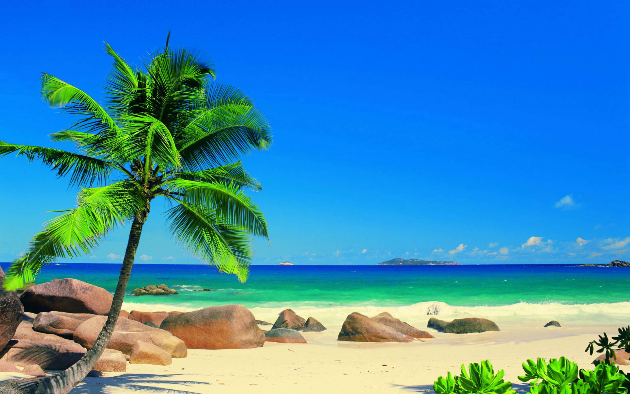 Beach Scene 桌布 壁紙 — 一棵孤獨的棕櫚樹在清澈藍天下，俯身於碧綠海水旁的金色沙灘和光滑岩石上。