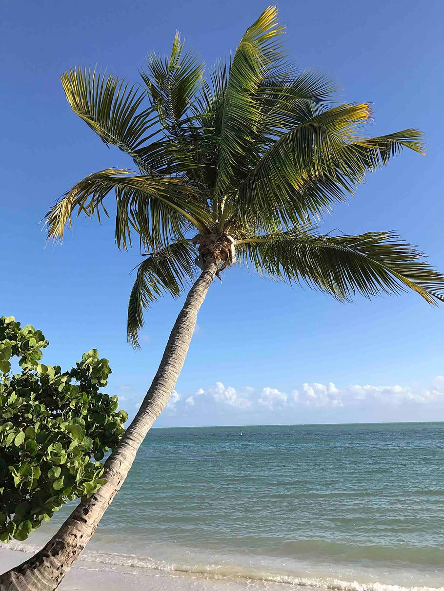 Coconut Tree 桌布 壁紙 — 一棵孤獨的棕櫚樹在清澈藍天和散雲下優雅地彎向碧綠的海浪。