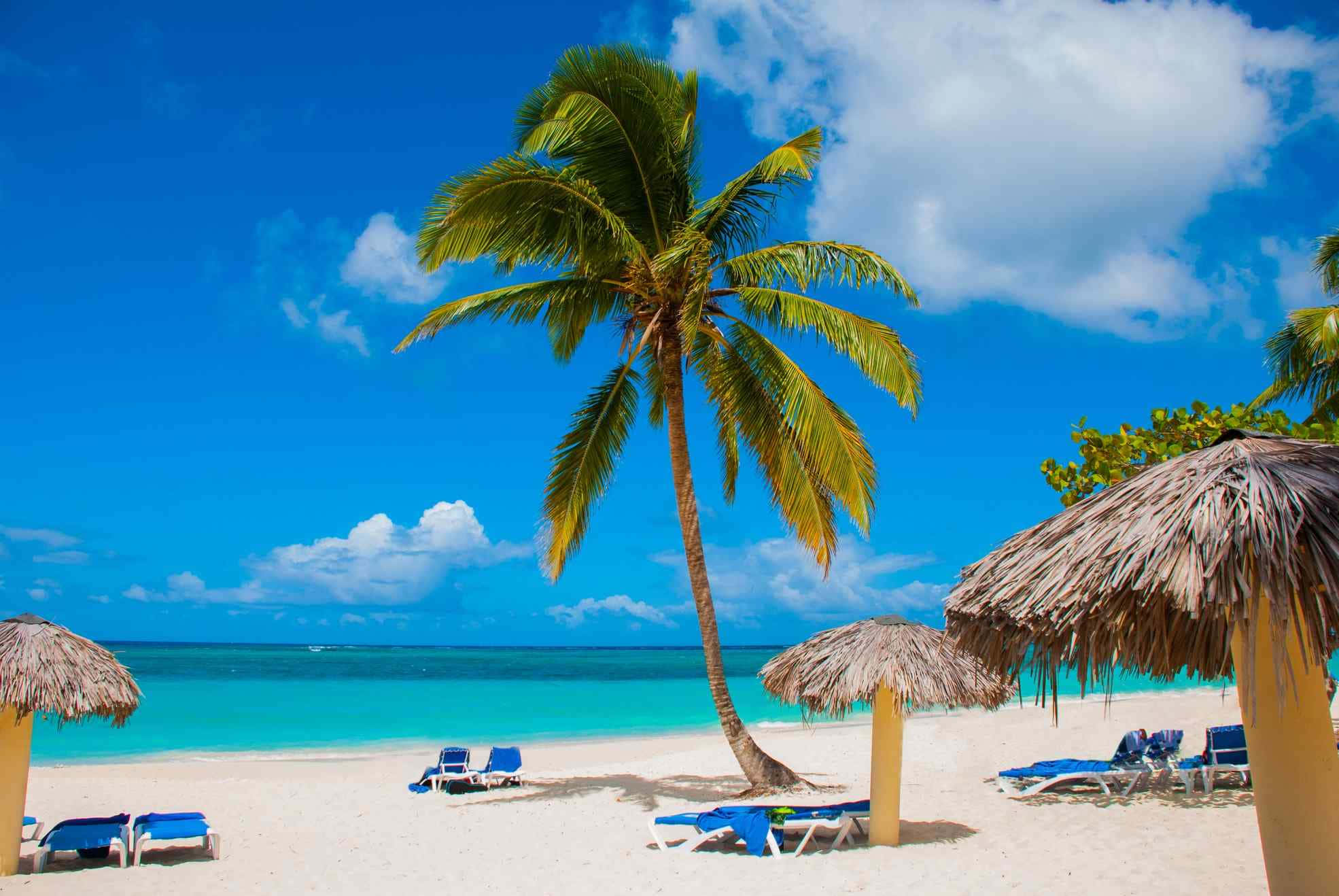 Cuba 桌布 壁紙 — 一棵孤獨的棕櫚樹在碧綠的海水上搖曳，旁邊是白色沙灘，藍色躺椅在茅草傘下，頭頂是明亮的藍天。
