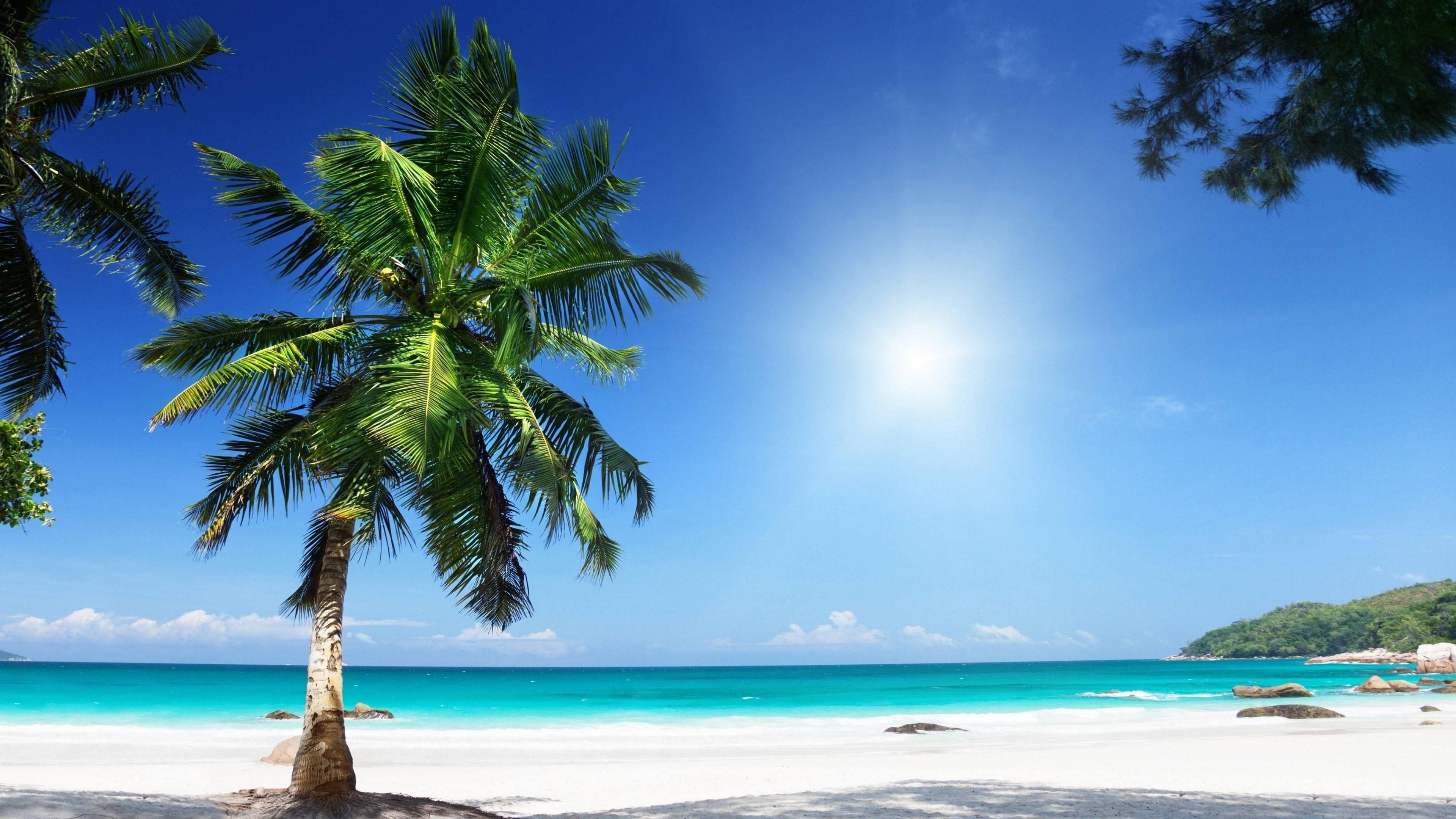 Beach Scenes Desktop 桌布 壁紙 — 一棵孤獨的棕櫚樹在純淨的白色沙灘上搖曳，陽光明媚，碧綠的海洋延伸至綠色的小山丘。