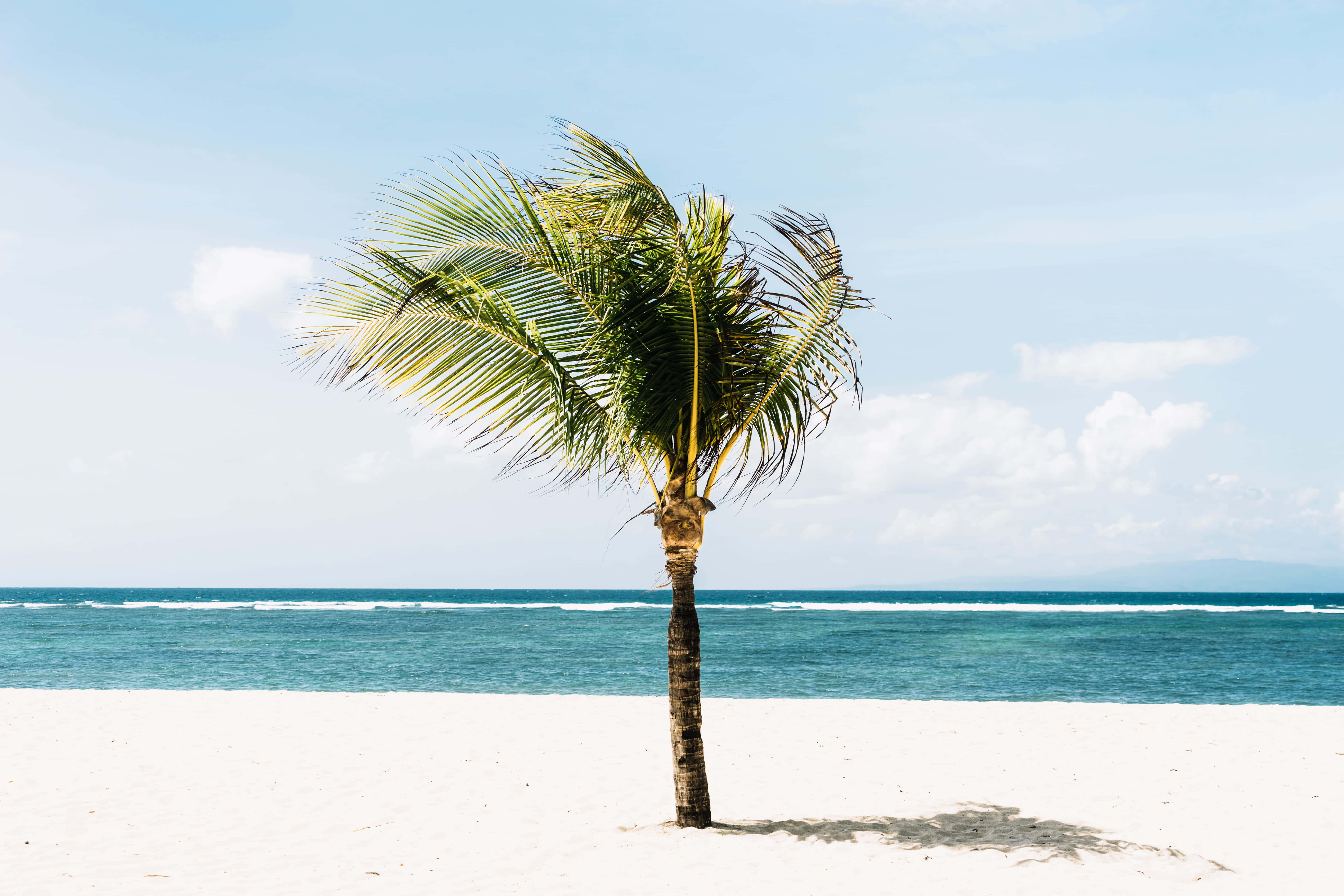 Coconut Tree 桌布 壁紙 — 一棵孤獨的棕櫚樹在純淨的白色沙灘上輕輕搖曳，碧綠的海浪在明亮的藍天下翻滾。